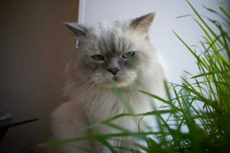 best indoor cat grass and planter kits in 2026
