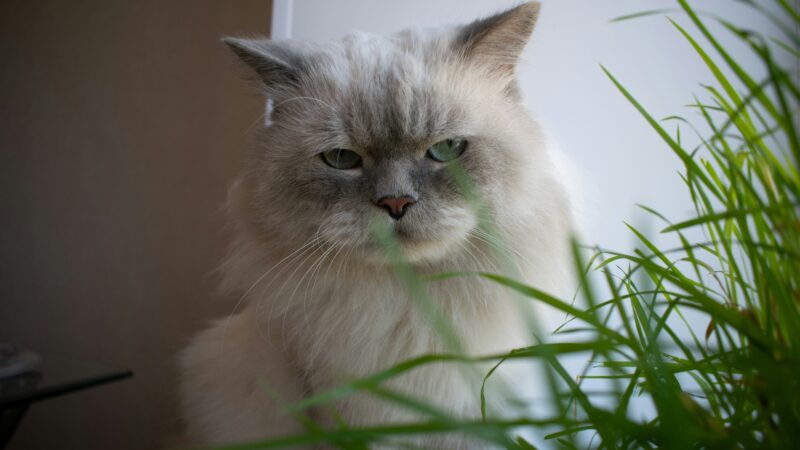 best indoor cat grass and planter kits in 2026