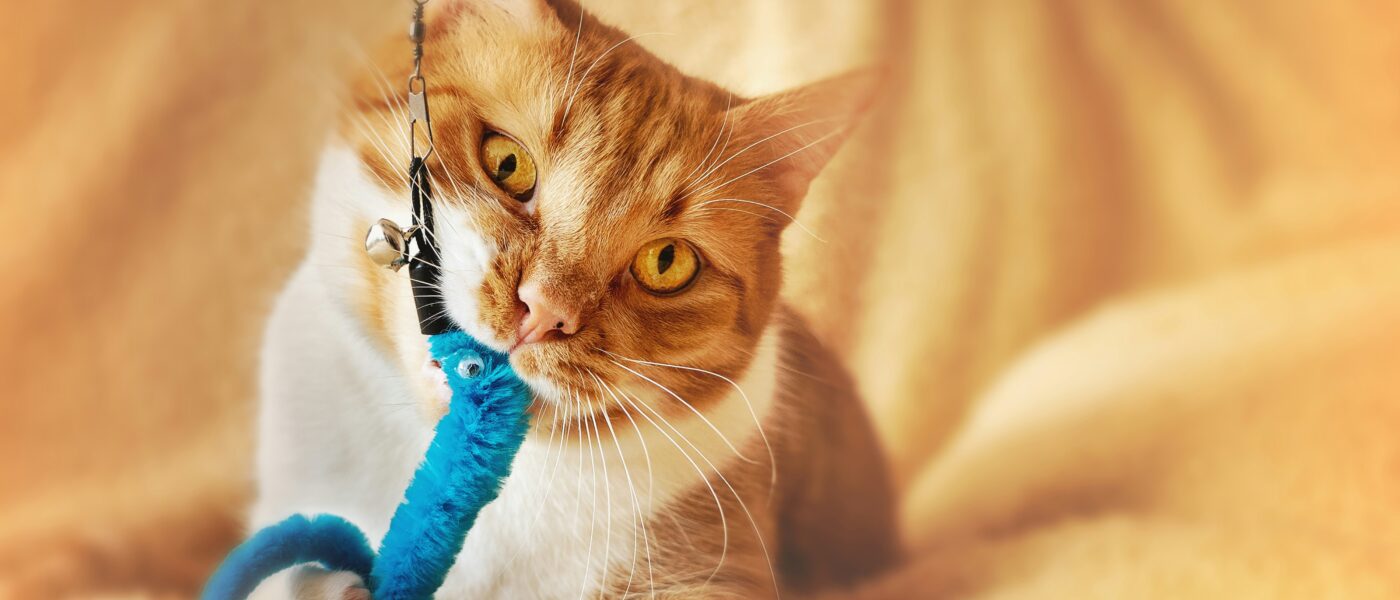 Best Interactive Cat Toys for Indoor Cats in 2026: Beat Boredom, Boost Exercise, and Keep Your Cat Mentally Sharp