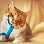 best interactive cat toys for indoor cats in 2026