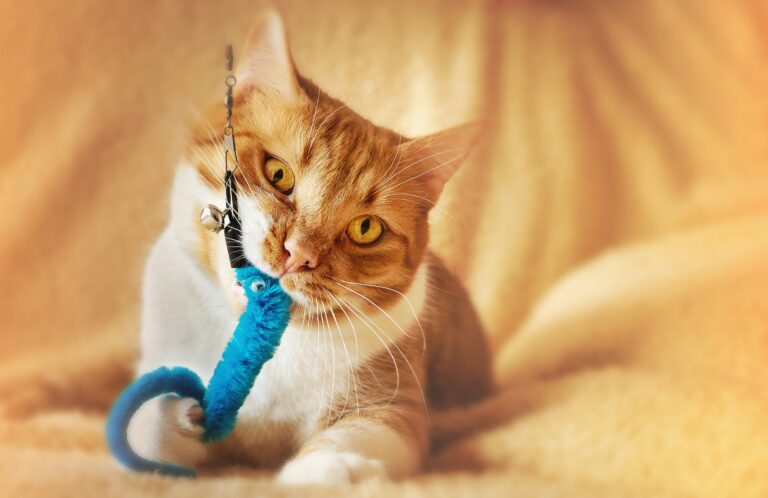 best interactive cat toys for indoor cats in 2026