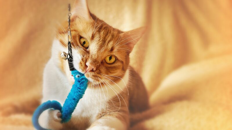 best interactive cat toys for indoor cats in 2026