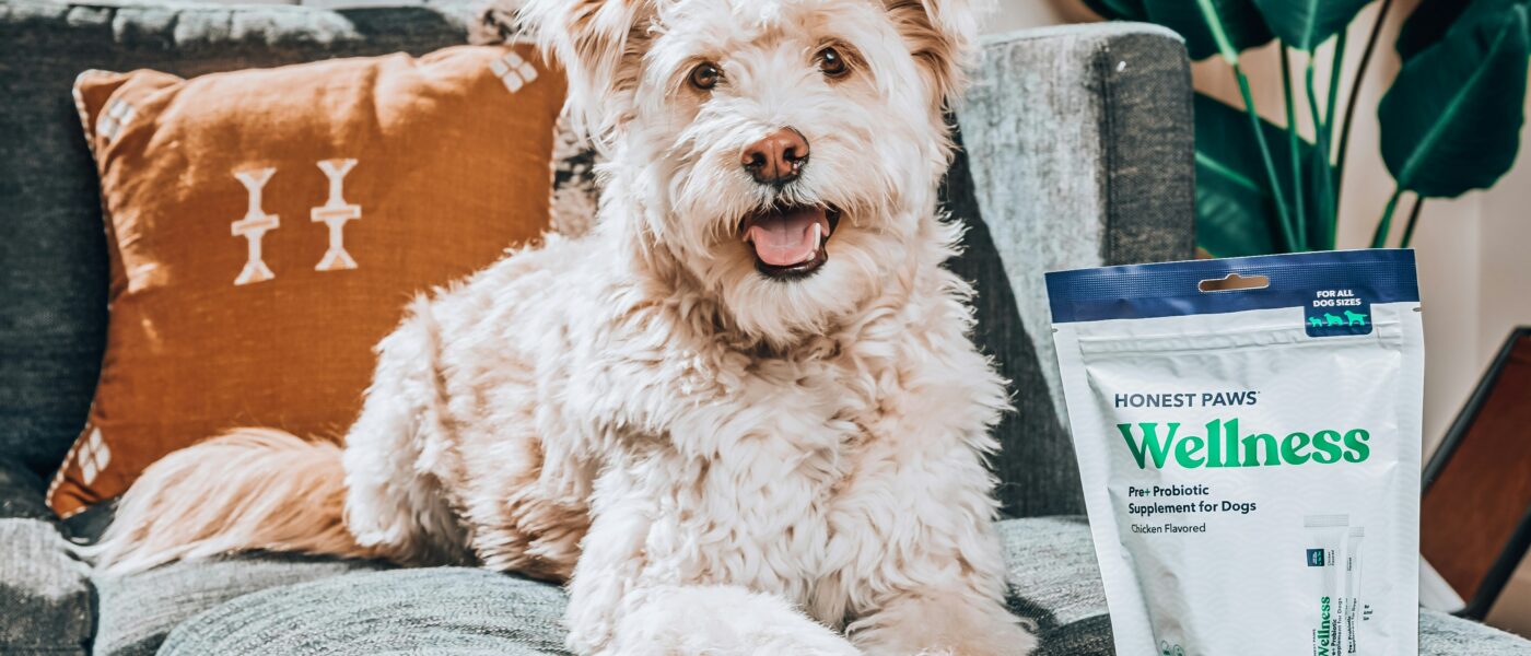 Best Joint Supplements for Senior Dogs in 2026: 5 Vet-Approved Picks for Better Mobility and Less Pain