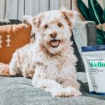best joint supplements for senior dogs in 2026
