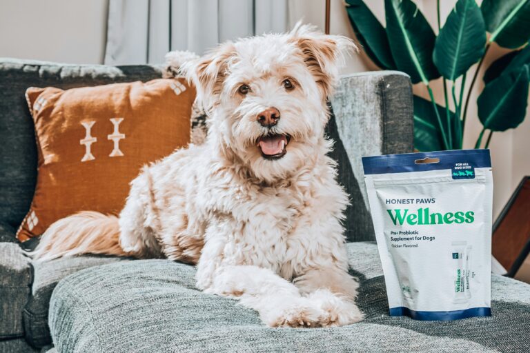 best joint supplements for senior dogs in 2026