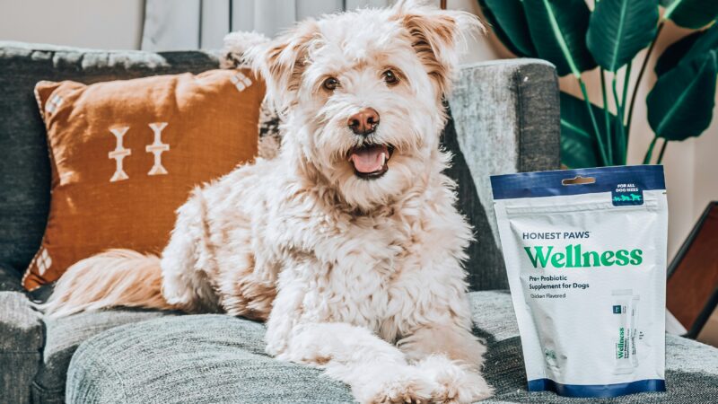 best joint supplements for senior dogs in 2026