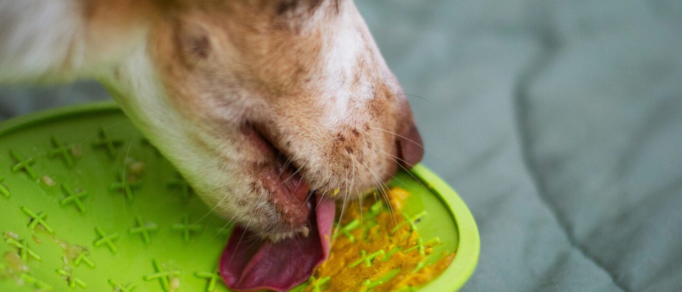 Best Lick Mats for Dogs in 2026: 5 Picks for Slow Feeding, Anxiety Relief, and Calm Enrichment