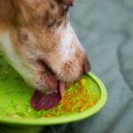 best lick mats for dogs in 2026