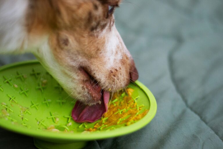 best lick mats for dogs in 2026