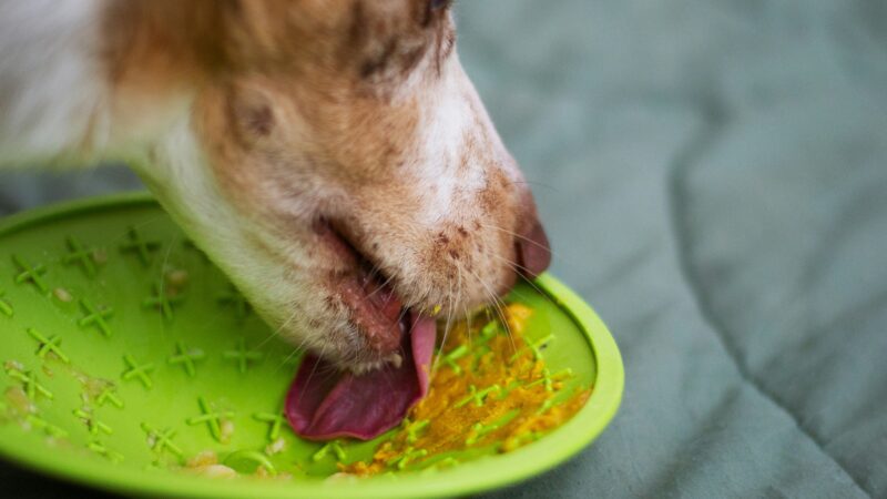 best lick mats for dogs in 2026
