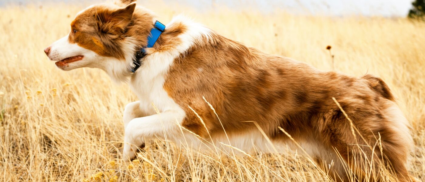 Best Pet Activity Trackers in 2026: 5 Picks for Fitness Monitoring, Health Insights, and Daily Activity Goals