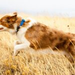 best pet activity trackers in 2026