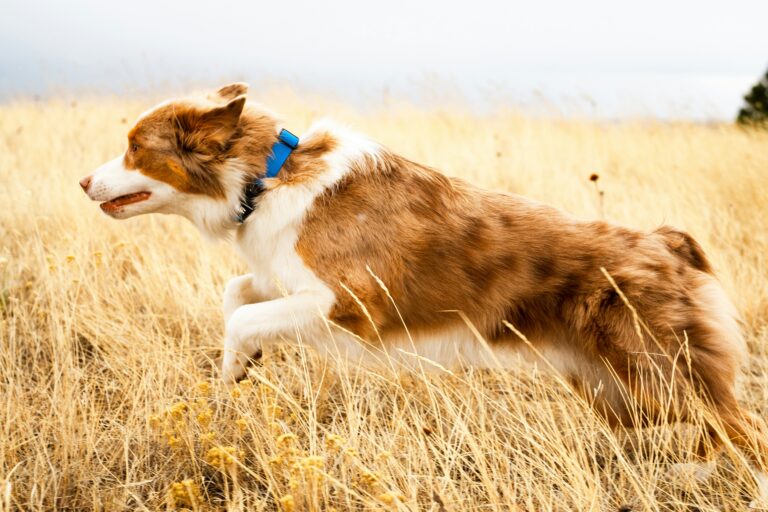 best pet activity trackers in 2026