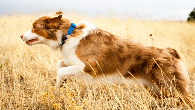 best pet activity trackers in 2026