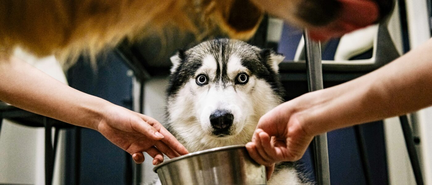 Best Puppy Food for Large Breeds in 2026: 5 Top-Rated Picks for Healthy Joint Development, Controlled Growth, and Optimal Nutrition