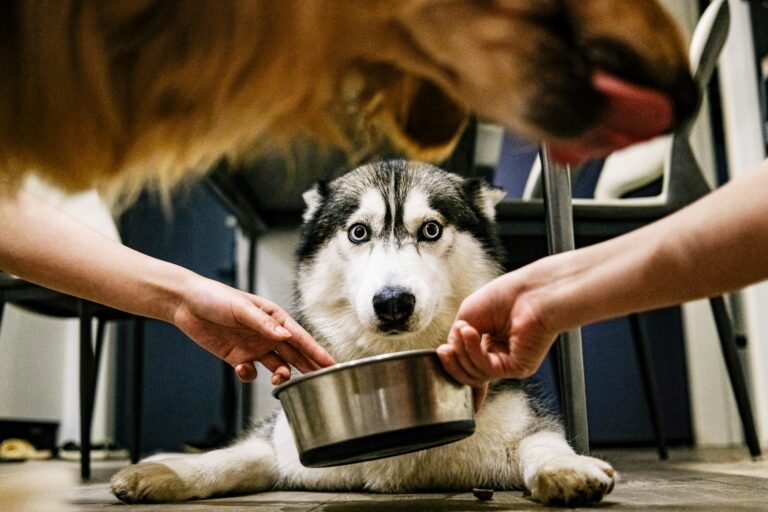 best puppy food for large breeds in 2026