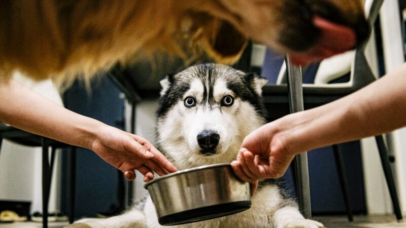 best puppy food for large breeds in 2026