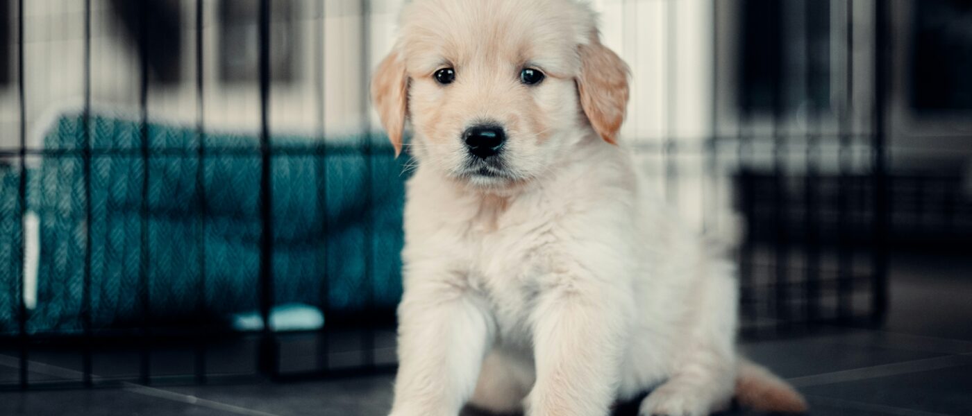 Best Puppy Playpens in 2026: 5 Safe, Sturdy Picks for Training, Containment, and Peace of Mind