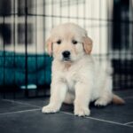 best puppy playpens in 2026