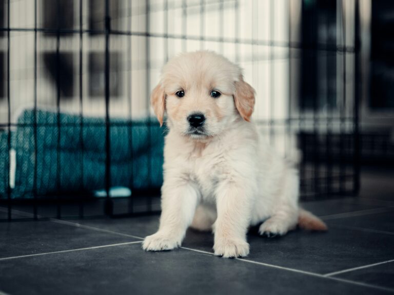 best puppy playpens in 2026