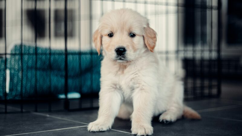 best puppy playpens in 2026