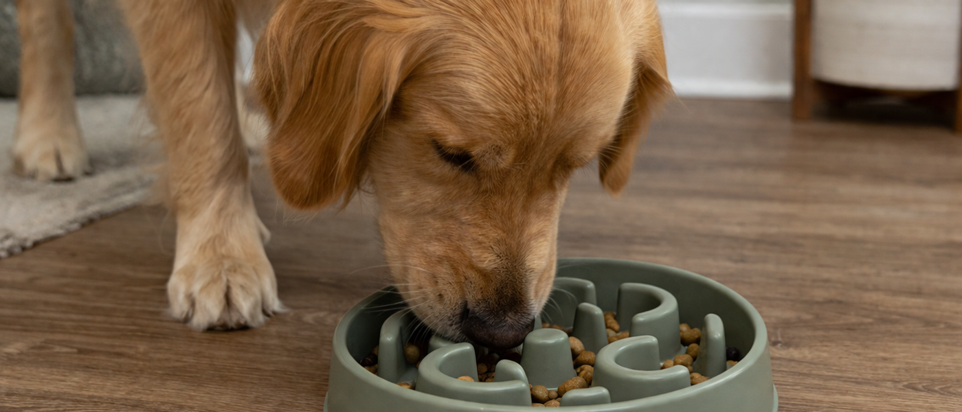 Best Slow Feeder Bowls for Dogs in 2026: 5 Picks That Stop Fast Eating and Reduce Bloat Risk