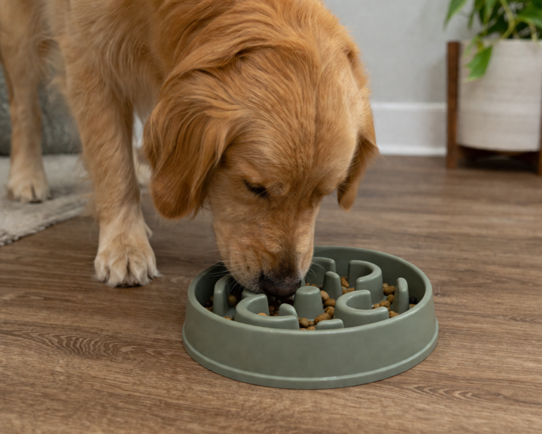best slow feeder bowls for dogs in 2026