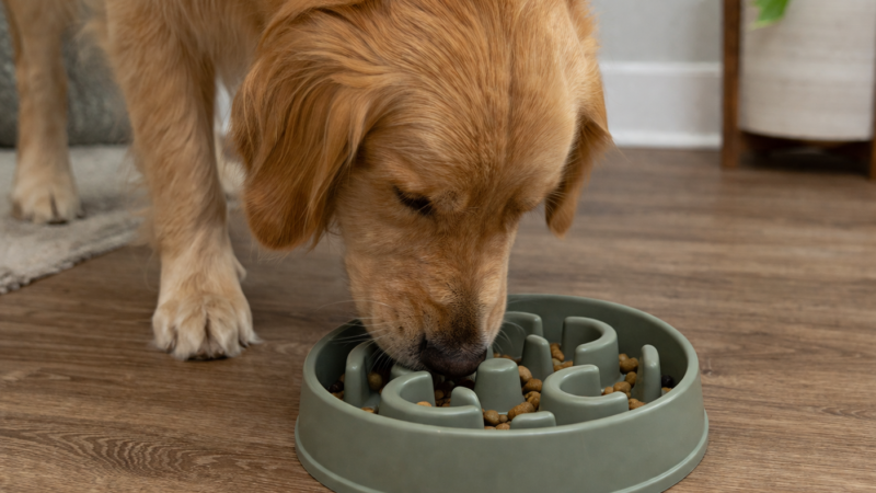 best slow feeder bowls for dogs in 2026