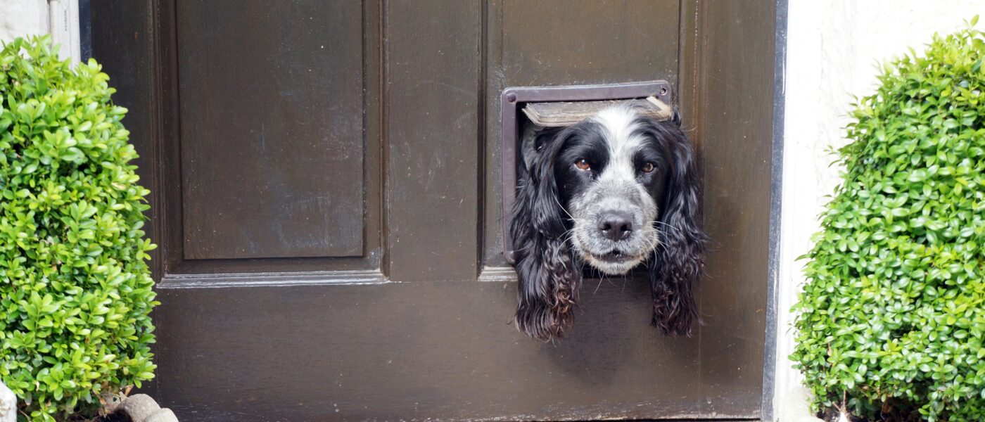 Best Smart Pet Doors in 2026: 5 Microchip and App-Controlled Picks That Keep Strays Out and Pets Safe