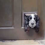 best smart pet doors in 2026