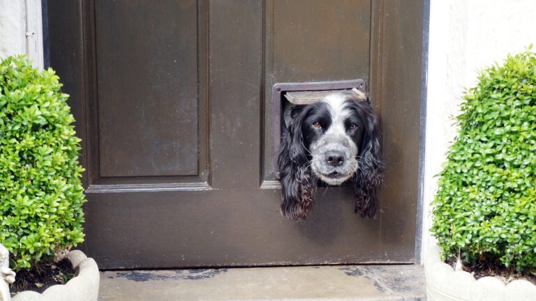 best smart pet doors in 2026