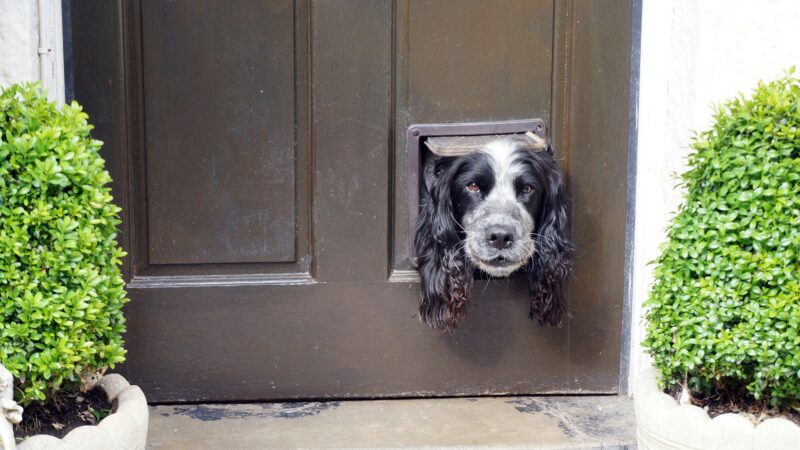 best smart pet doors in 2026