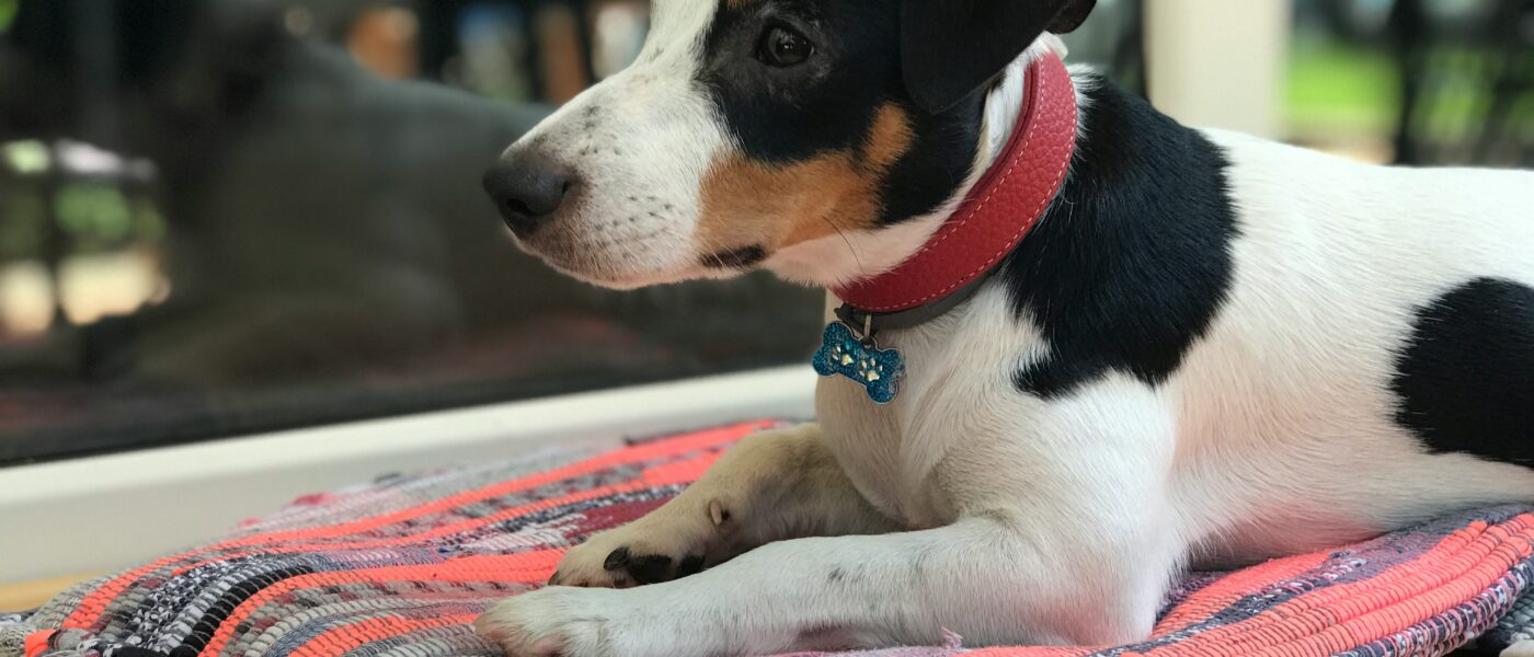 Best Snuffle Mats for Dogs in 2026: 5 Picks That Engage Scent, Slow Eating, and Calm Anxious Dogs
