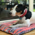 best snuffle mats for dogs in 2026