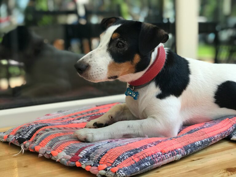 best snuffle mats for dogs in 2026