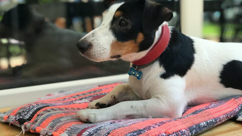 best snuffle mats for dogs in 2026