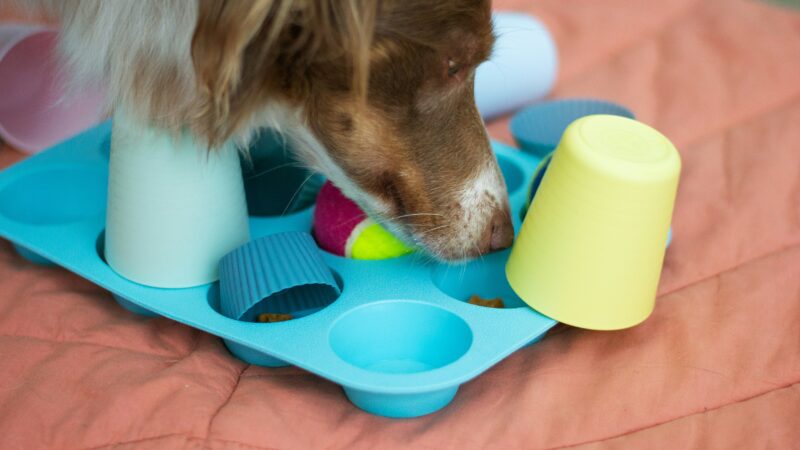 best treat dispensing dog toys in 2026