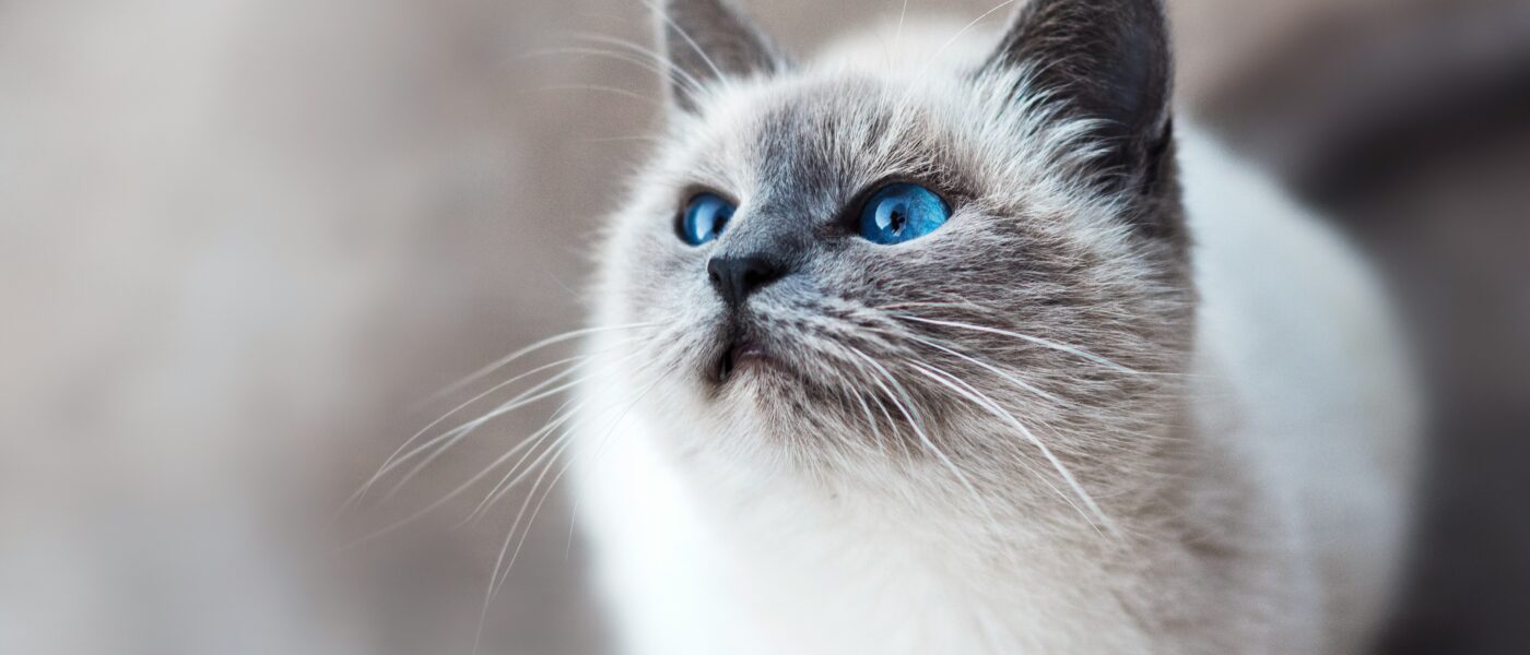 How to Introduce a New Cat in 2026: A Step-by-Step Guide for Stress-Free Bonding