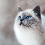 how to introduce a new cat