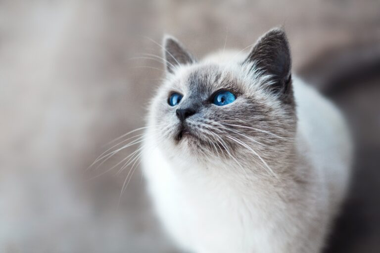 how to introduce a new cat