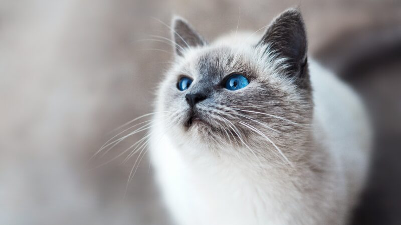 how to introduce a new cat