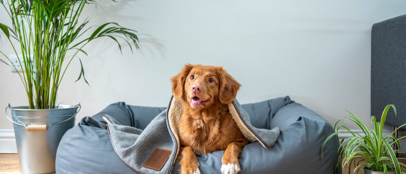 How to Choose the Right Dog Bed in 2026: Size, Material, and the Specific Needs That Determine Which Bed Your Dog Will Actually Sleep In