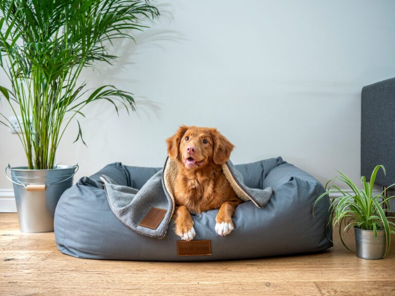 how to pick best dog bed in 2026