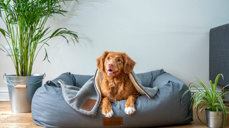 how to pick best dog bed in 2026