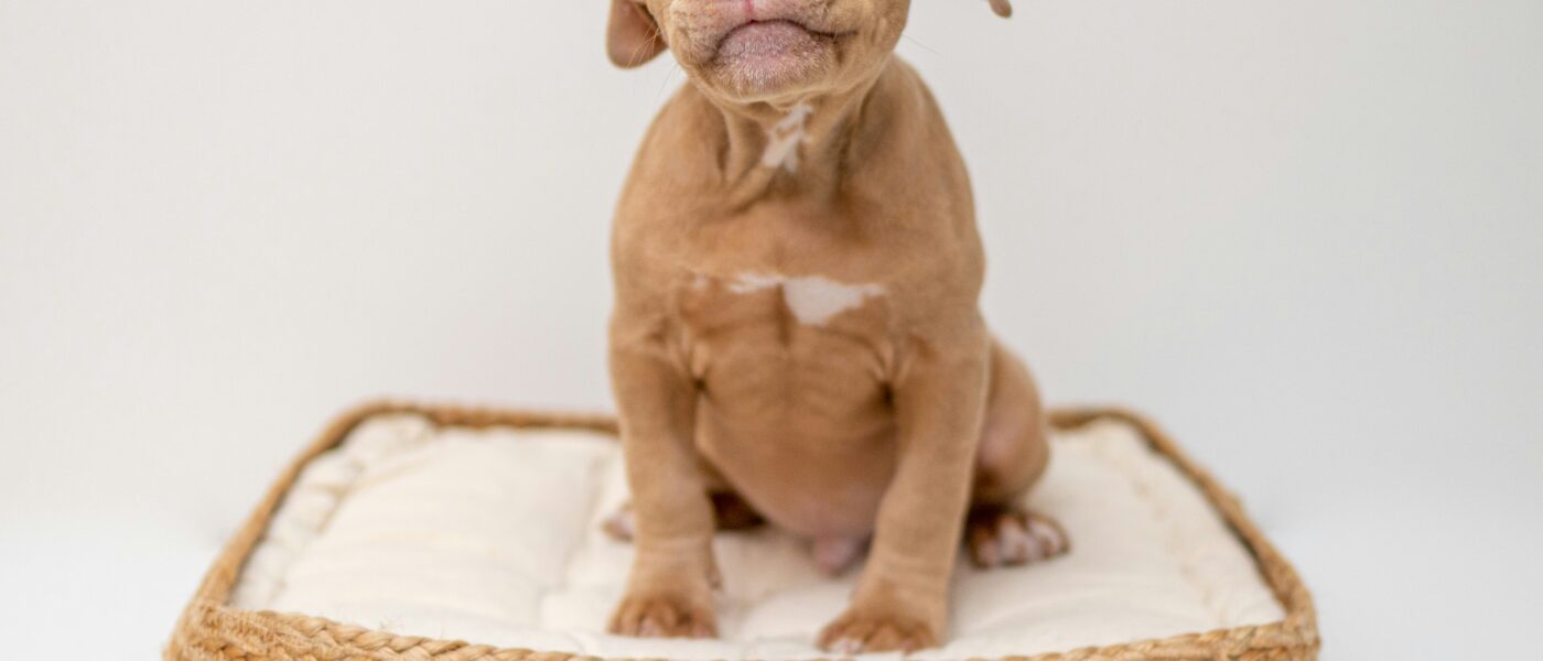 How to Choose the Right Dog Bed in 2026: Size, Material, and the Specific Needs That Determine Which Bed Your Dog Will Actually Sleep In