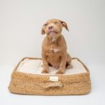 how to pick the best bed for your dog in 2026