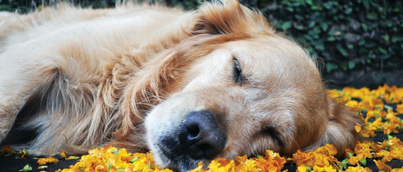 Best Calming Aids for Dogs During Travel in 2026: 5 Vet-Backed Solutions for Anxious Travelers