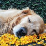best calming aids for dogs during travel in 2026