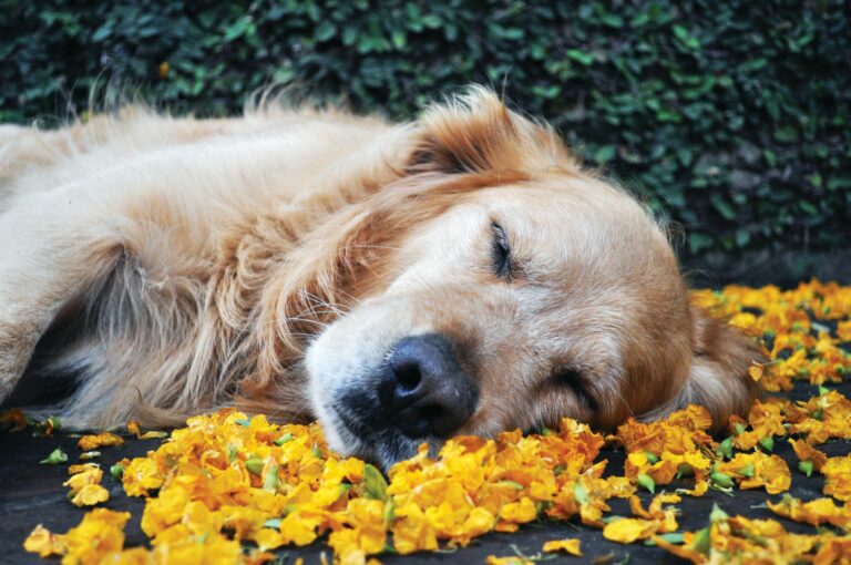best calming aids for dogs during travel in 2026