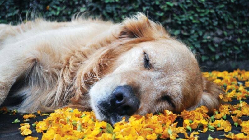 best calming aids for dogs during travel in 2026